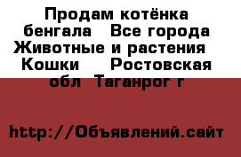 Продам котёнка бенгала - Все города Животные и растения » Кошки   . Ростовская обл.,Таганрог г.